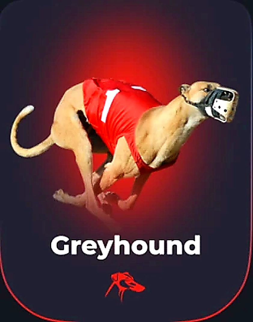Greyhound